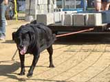 Canine Weight Pull