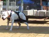 Canine Weight Pull