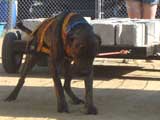 Canine Weight Pull