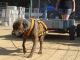 Canine Weight Pull