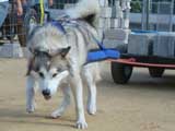 Canine Weight Pull