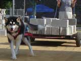 Canine Weight Pull