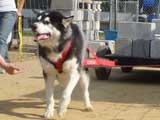 Canine Weight Pull