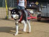 Canine Weight Pull