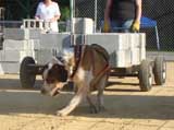 Canine Weight Pull