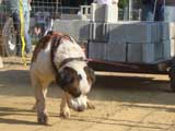 Canine Weight Pull