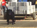 Canine Weight Pull