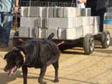 Canine Weight Pull