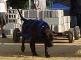 Canine Weight Pull