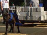 Canine Weight Pull
