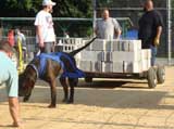 Canine Weight Pull
