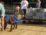 Canine Weight Pull