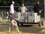 Canine Weight Pull