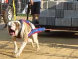 Canine Weight Pull