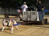 Canine Weight Pull