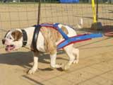 Canine Weight Pull