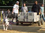 Canine Weight Pull