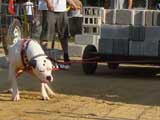 Canine Weight Pull