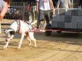 Canine Weight Pull
