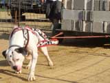 Canine Weight Pull