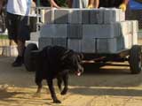 Canine Weight Pull