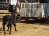 Canine Weight Pull