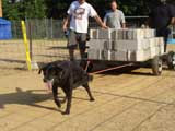 Canine Weight Pull
