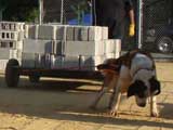 Canine Weight Pull