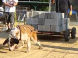 Canine Weight Pull