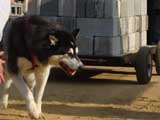 Canine Weight Pull