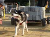 Canine Weight Pull