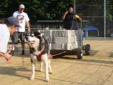 Canine Weight Pull