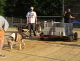 Canine Weight Pull