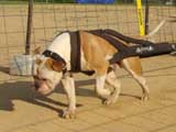 Canine Weight Pull