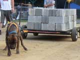 Canine Weight Pull