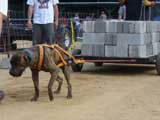 Canine Weight Pull