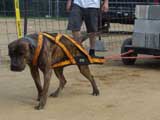 Canine Weight Pull