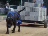 Canine Weight Pull