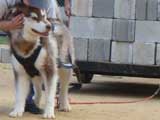 Canine Weight Pull