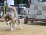 Canine Weight Pull