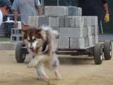 Canine Weight Pull