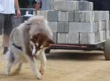 Canine Weight Pull