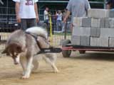 Canine Weight Pull