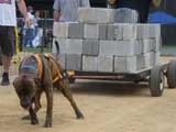 Canine Weight Pull
