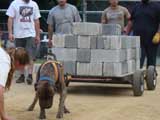 Canine Weight Pull