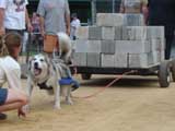 Canine Weight Pull