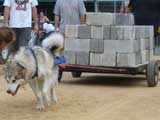 Canine Weight Pull