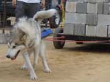 Canine Weight Pull