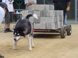 Canine Weight Pull