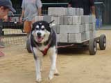 Canine Weight Pull